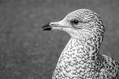 Fifty Shades Of Gull_28221.jpg - Juvenile Ring-billed Gull (Larus delawarensis) photographed at Ottawa, Ontario, Canada.